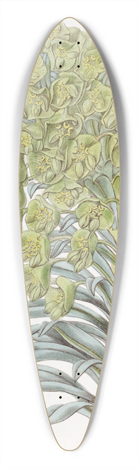 Sydenham Edwards - Venetian Euphorbia 39.3 inch art pintail longboard deck