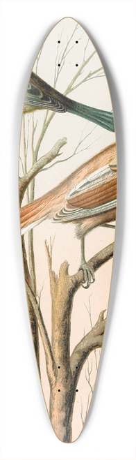 W. A . Blakston - Blue Titmouse, Bearded Titmouse, Cole Titmouse, Marsh Titmouse 39.3 inch art pintail longboard deck