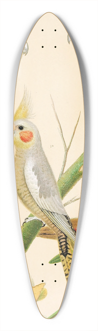 W. A . Blakston - Cockateels, Roseate Cockatoo, Leadbeaters Cockatoo, Scaly-Breasted Parrakeet 39.3 inch art pintail longboard deck