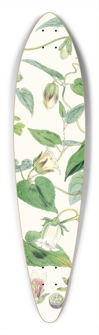 Walter Hood Fitch - A. C. Gracilis, H. f. et T. ; B. Codonopsis (Campanumcea) Javanica, H.f. et T. C. C. Inflata, H.f. & T. 39.3 inch art pintail longboard deck