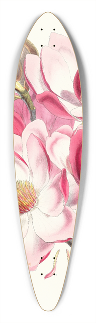 Walter Hood Fitch - Magnolia Campbellii, H.f. et T. (Flowering plant) 39.3 inch art pintail longboard deck