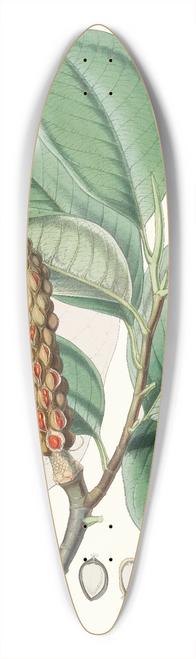 Walter Hood Fitch - Magnolia Campbellii, H.f. et T. (Fruiting plant in foliage) 39.3 inch art pintail longboard deck