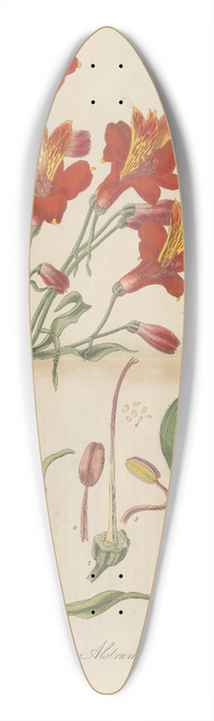 William Jackson Hooker - Alstroemeria pulchella 39.3 inch art pintail longboard deck