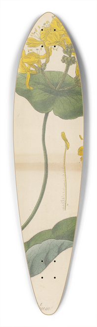 William Jackson Hooker - Caprifolium pubescens 39.3 inch art pintail longboard deck