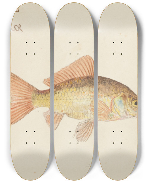 Triptych art skateboard deck of Frank Edward Clarke Carassius Auratus Goldfish by Frank Edward Clarke (1849-1899)