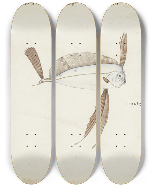 Triptych art skateboard deck of Frank Edward Clarke Trachipterus Trachypterus Nz Ribbonfish by Frank Edward Clarke (1849-1899)