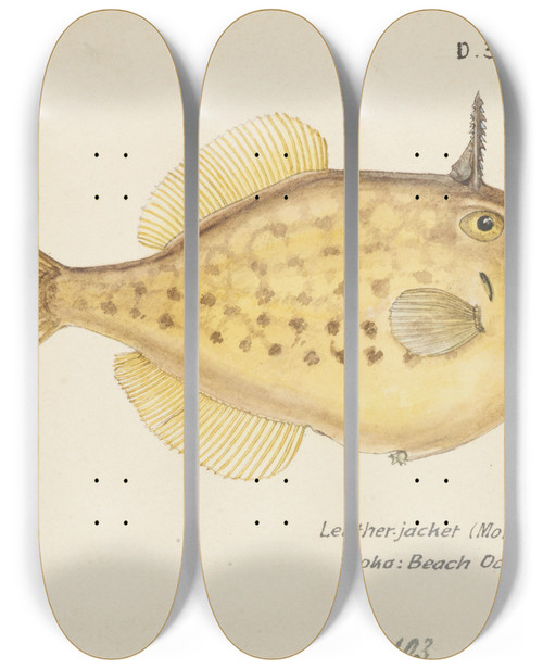 Triptych art skateboard deck of Frank Edward Clarke Pseudomonacanthus Peroni by Frank Edward Clarke (1849-1899)
