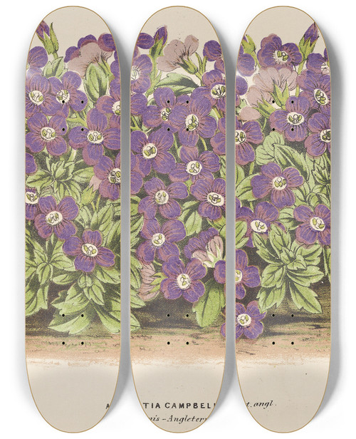 Triptych art skateboard deck of Charles Antoine Lemaire Aubrietia Campbelli Var by Charles Antoine Lemaire (1800-1871)