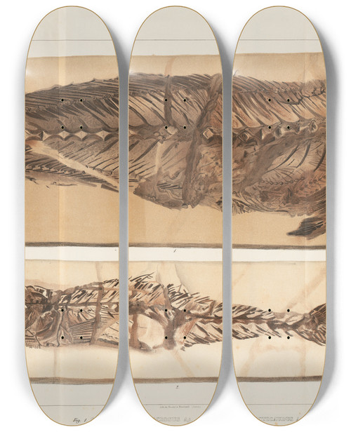 Triptych art skateboard deck of Louis Agassiz Recherches Sur Les Poissons Fossiles Pl383 by Louis Agassiz (1807-1873)