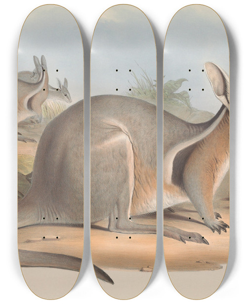 Triptych art skateboard deck of John Gould The Mammals Of Australia Pl090 by John Gould (1804-1881)