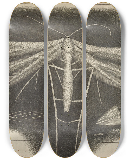 Triptych art skateboard deck of Robert Hooke Microscopic View Of A White Featherwingd Featherwinged Moth by Robert Hooke (1635-1703)