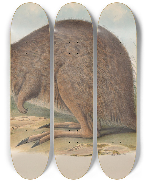Triptych art skateboard deck of John Gould The Mammals Of Australia Pl093 by John Gould (1804-1881)