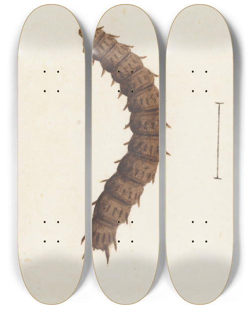 Triptych art skateboard deck of George Hudson Entomology Watercolour Pl016 by George Hudson (1867-1946)