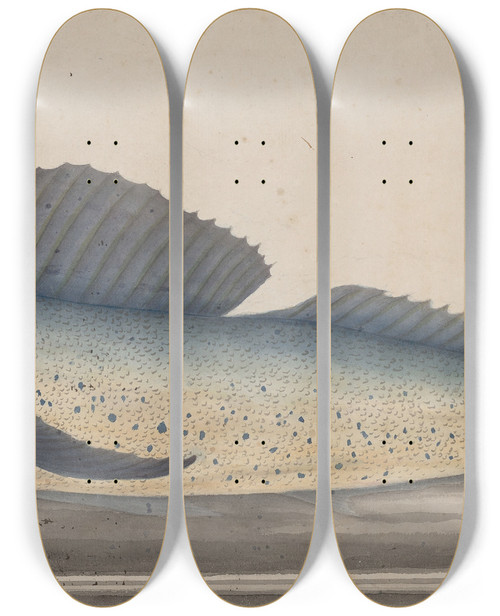 Triptych art skateboard deck of Ren De Rabi Natural History Of Saint Domingue Pl060 by Ren de Rabi (1700-1785)