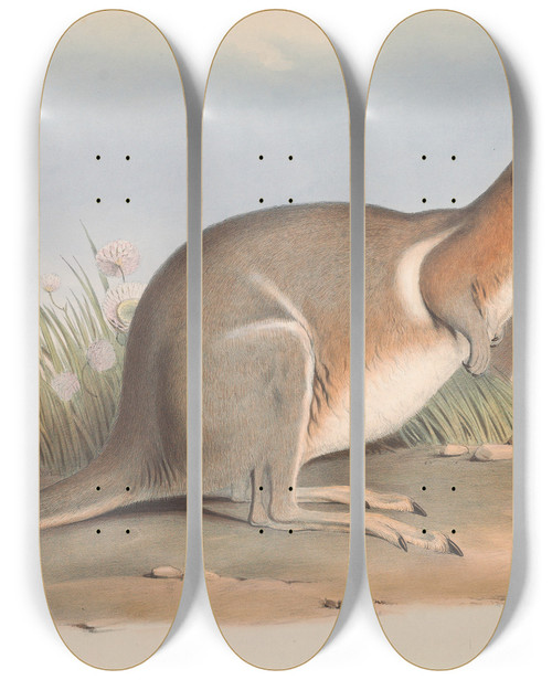 Triptych art skateboard deck of John Gould The Mammals Of Australia Pl091 by John Gould (1804-1881)