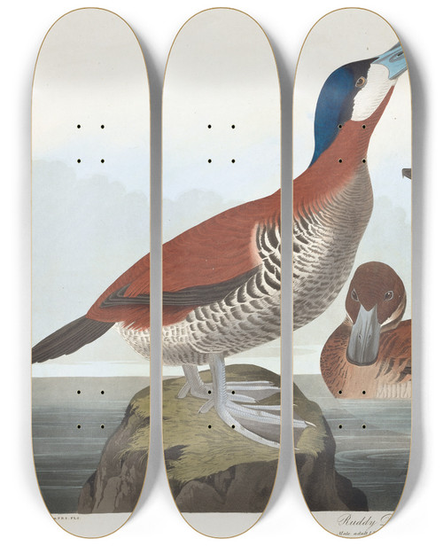 Triptych art skateboard deck of John James Audubon Ruddy Duck by John James Audubon (1785-1851)
