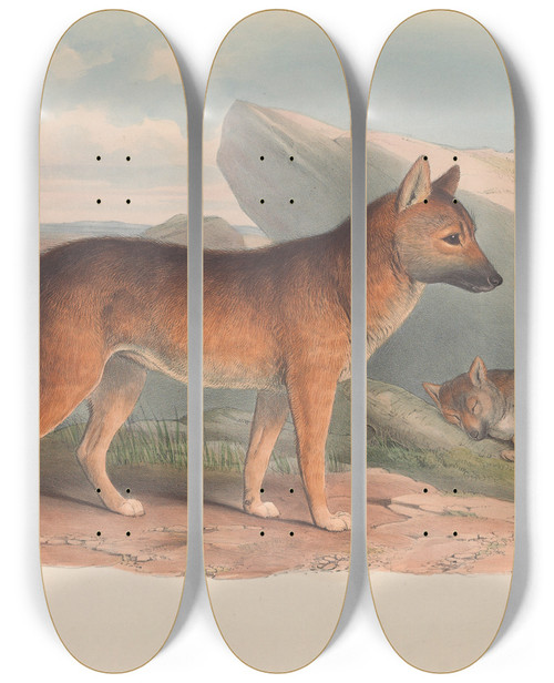 Triptych art skateboard deck of John Gould The Mammals Of Australia Pl158 by John Gould (1804-1881)