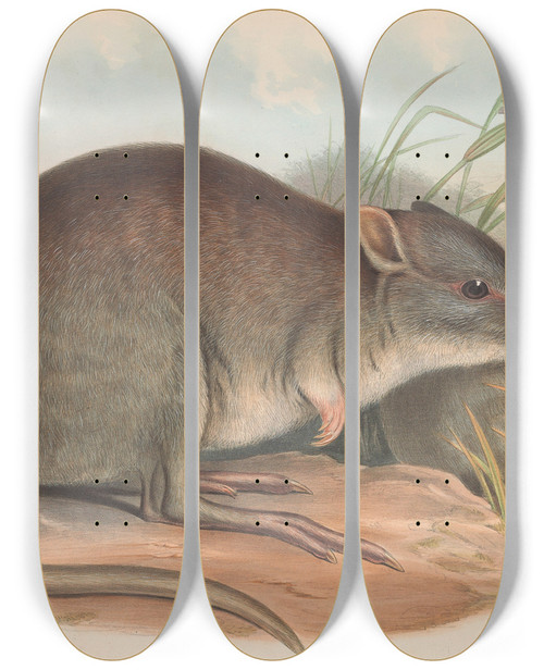 Triptych art skateboard deck of John Gould The Mammals Of Australia Pl101 by John Gould (1804-1881)