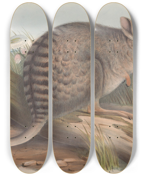 Triptych art skateboard deck of John Gould The Mammals Of Australia Pl092 by John Gould (1804-1881)
