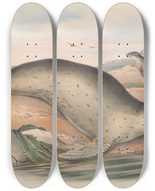 Triptych art skateboard deck of John Gould The Mammals Of Australia Pl156 by John Gould (1804-1881)