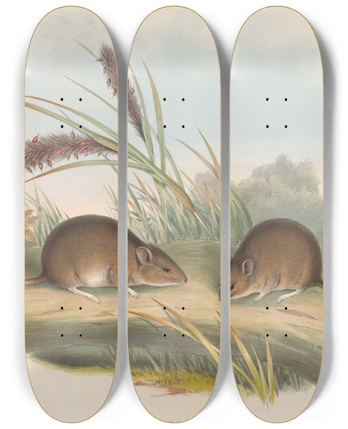 Triptych art skateboard deck of John Gould The Mammals Of Australia Pl125 by John Gould (1804-1881)