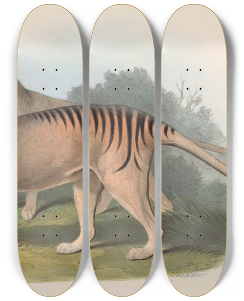 Triptych art skateboard deck of John Gould The Mammals Of Australia Pl032 by John Gould (1804-1881)