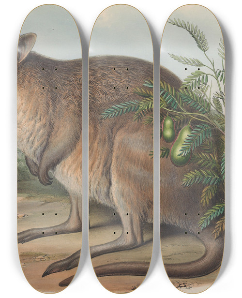 Triptych art skateboard deck of John Gould The Mammals Of Australia Pl095 by John Gould (1804-1881)