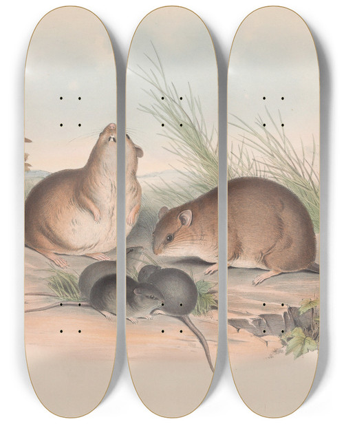 Triptych art skateboard deck of John Gould The Mammals Of Australia Pl120 by John Gould (1804-1881)