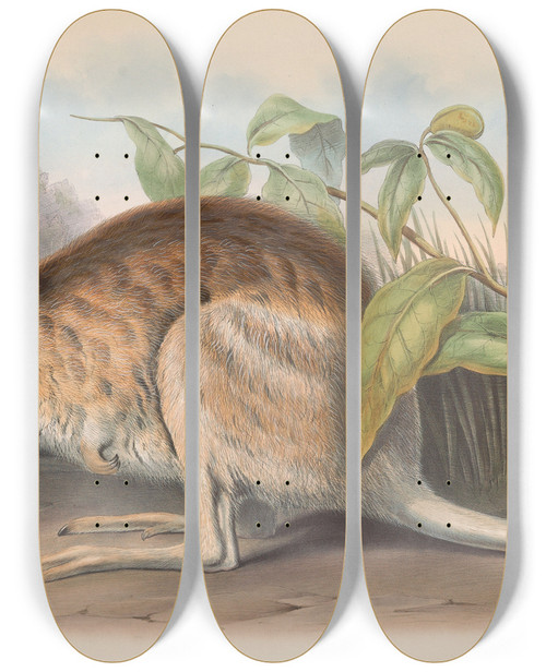 Triptych art skateboard deck of John Gould The Mammals Of Australia Pl096 by John Gould (1804-1881)