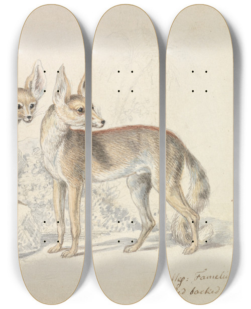 Triptych art skateboard deck of Charles Hamilton Smith Fennec Of Bruce And Red Backed Fennec by Charles Hamilton Smith (1776-1859)