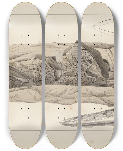 Triptych art skateboard deck of Louis Agassiz Recherches Sur Les Poissons Fossiles Pl275 by Louis Agassiz (1807-1873)