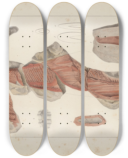Triptych art skateboard deck of Louis Agassiz Recherches Sur Les Poissons Fossiles Pl276 by Louis Agassiz (1807-1873)