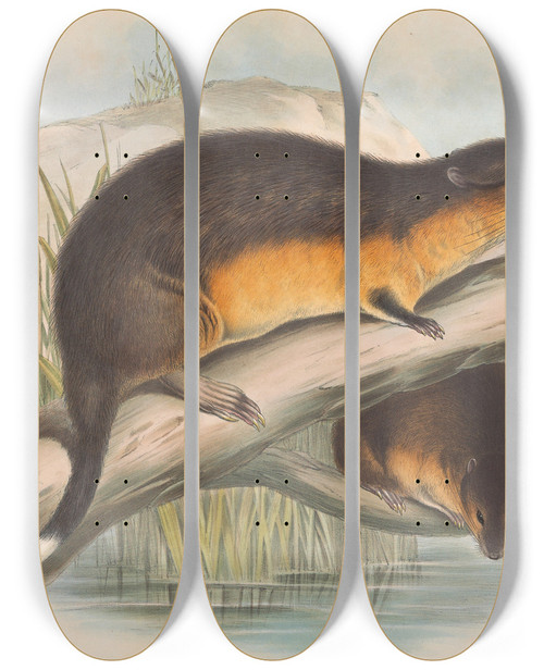 Triptych art skateboard deck of John Gould The Mammals Of Australia Pl130 by John Gould (1804-1881)