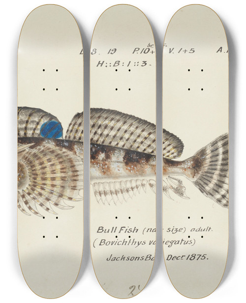 Triptych art skateboard deck of Frank Edward Clarke Bovichtus Variegatus Nz Thornfish by Frank Edward Clarke (1849-1899)