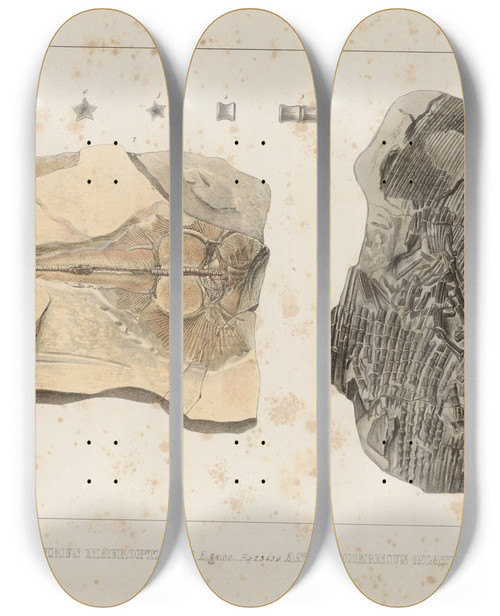 Triptych art skateboard deck of Louis Agassiz Recherches Sur Les Poissons Fossiles Pl332 by Louis Agassiz (1807-1873)