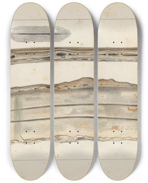 Triptych art skateboard deck of Louis Agassiz Recherches Sur Les Poissons Fossiles Pl329 by Louis Agassiz (1807-1873)