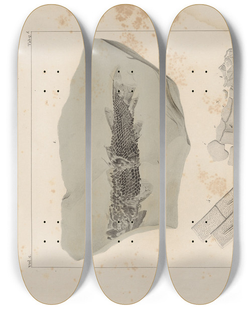 Triptych art skateboard deck of Louis Agassiz Recherches Sur Les Poissons Fossiles Pl123 by Louis Agassiz (1807-1873)
