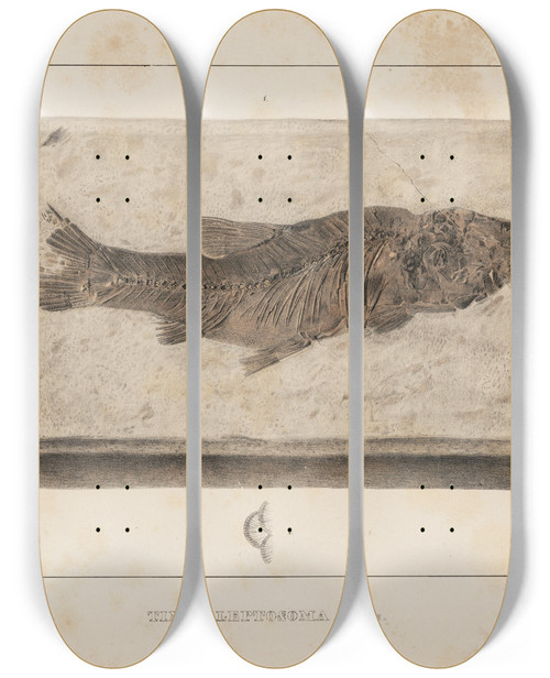 Triptych art skateboard deck of Louis Agassiz Recherches Sur Les Poissons Fossiles Pl073 by Louis Agassiz (1807-1873)