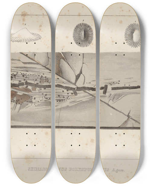 Triptych art skateboard deck of Louis Agassiz Recherches Sur Les Poissons Fossiles Pl331 by Louis Agassiz (1807-1873)