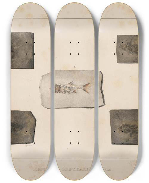 Triptych art skateboard deck of Louis Agassiz Recherches Sur Les Poissons Fossiles Pl080 by Louis Agassiz (1807-1873)