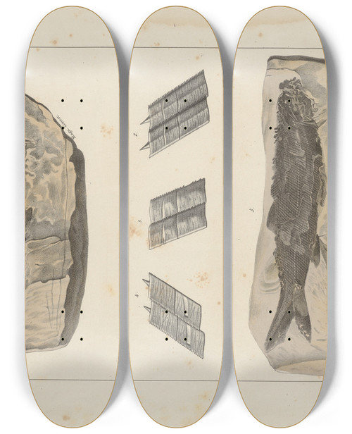 Triptych art skateboard deck of Louis Agassiz Recherches Sur Les Poissons Fossiles Pl137 by Louis Agassiz (1807-1873)