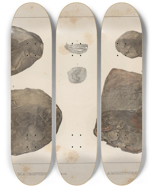 Triptych art skateboard deck of Louis Agassiz Recherches Sur Les Poissons Fossiles Pl126 by Louis Agassiz (1807-1873)