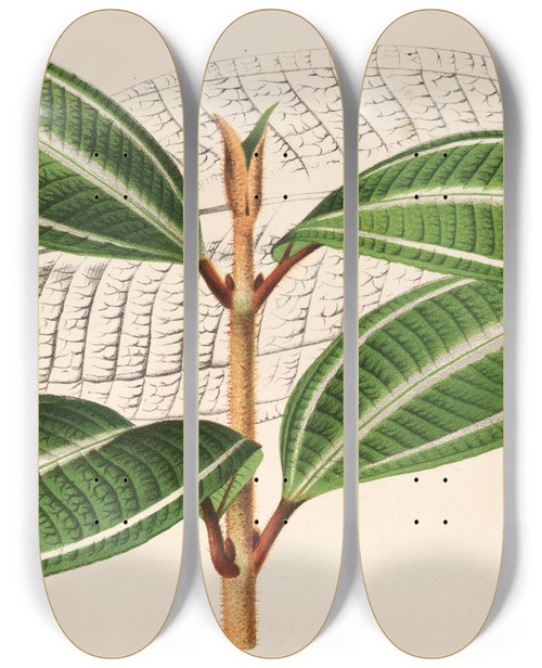 Triptych art skateboard deck of Charles Antoine Lemaire Miconia Pulverulenta V Trifasciata by Charles Antoine Lemaire (1800-1871)