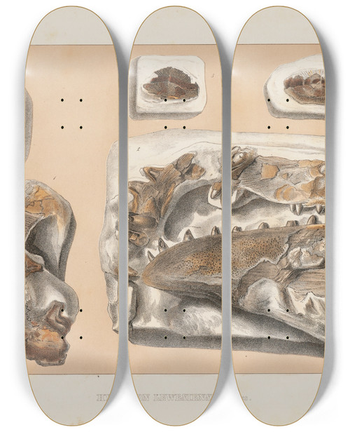 Triptych art skateboard deck of Louis Agassiz Recherches Sur Les Poissons Fossiles Pl041 by Louis Agassiz (1807-1873)