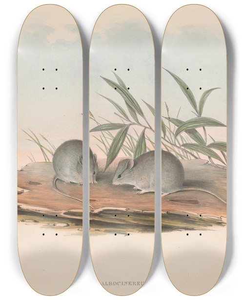 Triptych art skateboard deck of John Gould The Mammals Of Australia Pl127 by John Gould (1804-1881)