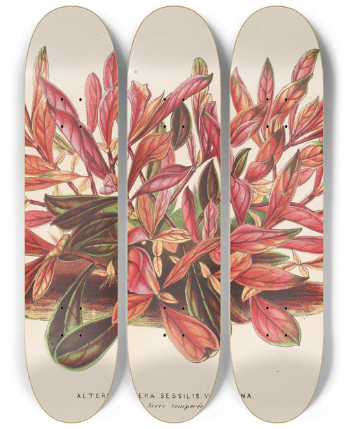 Triptych art skateboard deck of Charles Antoine Lemaire Alternanthera Sessilis Var Amna by Charles Antoine Lemaire (1800-1871)