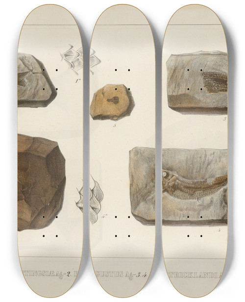 Triptych art skateboard deck of Louis Agassiz Recherches Sur Les Poissons Fossiles Pl196 by Louis Agassiz (1807-1873)