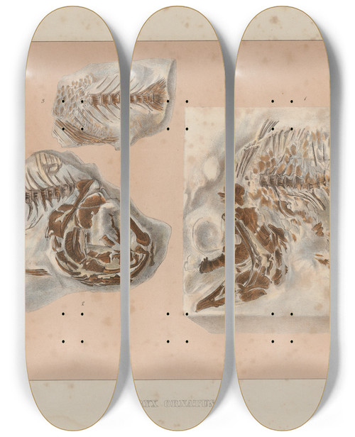 Triptych art skateboard deck of Louis Agassiz Recherches Sur Les Poissons Fossiles Pl365 by Louis Agassiz (1807-1873)