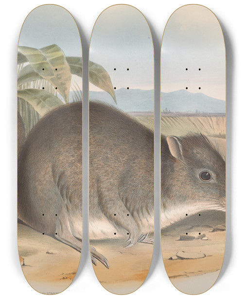 Triptych art skateboard deck of John Gould The Mammals Of Australia Pl104 by John Gould (1804-1881)