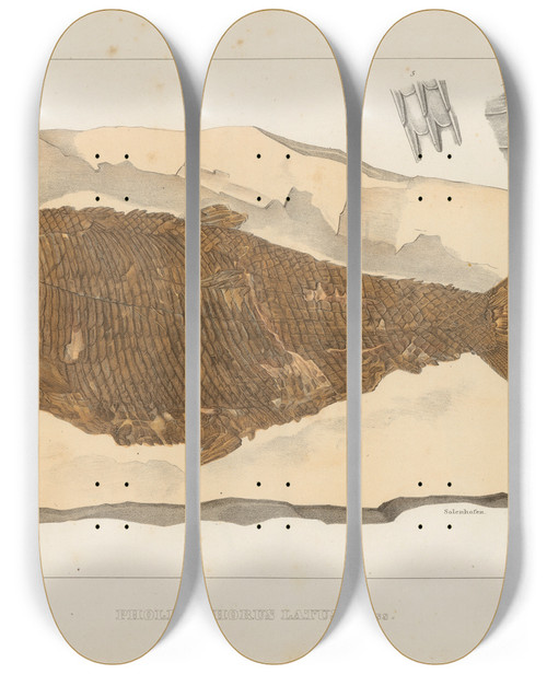 Triptych art skateboard deck of Louis Agassiz Recherches Sur Les Poissons Fossiles Pl194 by Louis Agassiz (1807-1873)